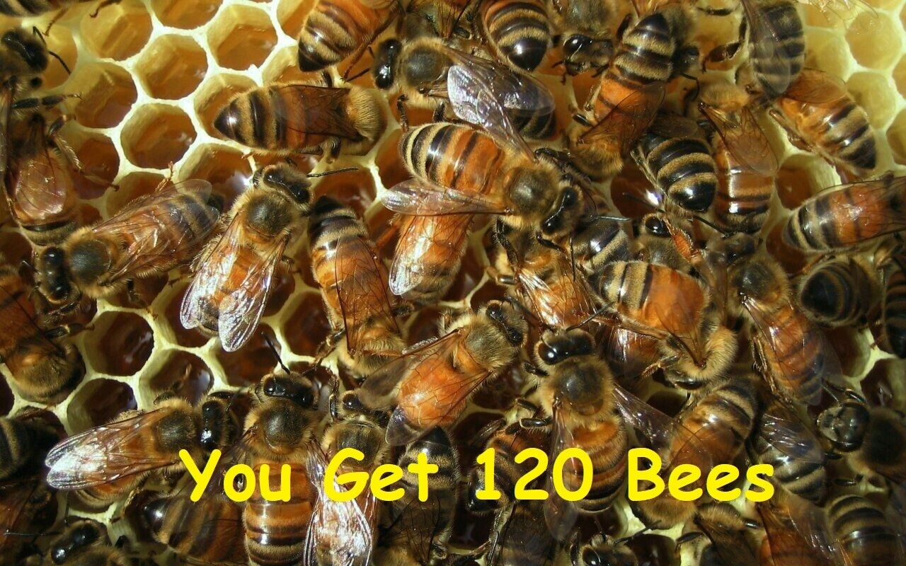 120 REAL Honey Bees SPECIMEN INSECT TAXIDERMY diorama DRIED