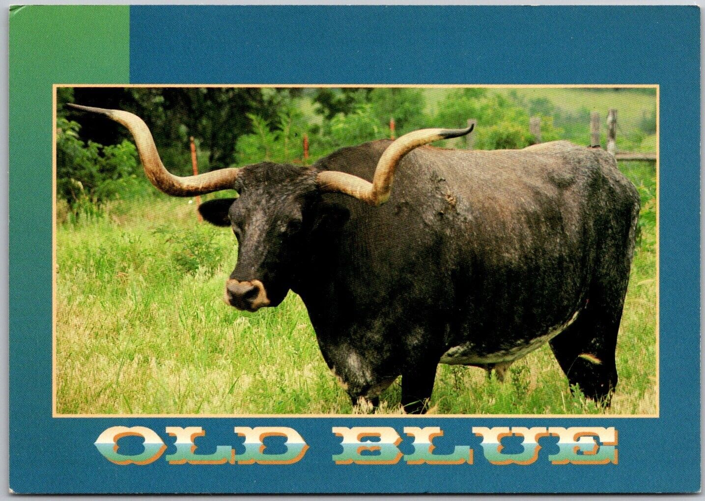 Postcard: The Longhorn Steer - Hardy Cattle of Western Oklahoma A198