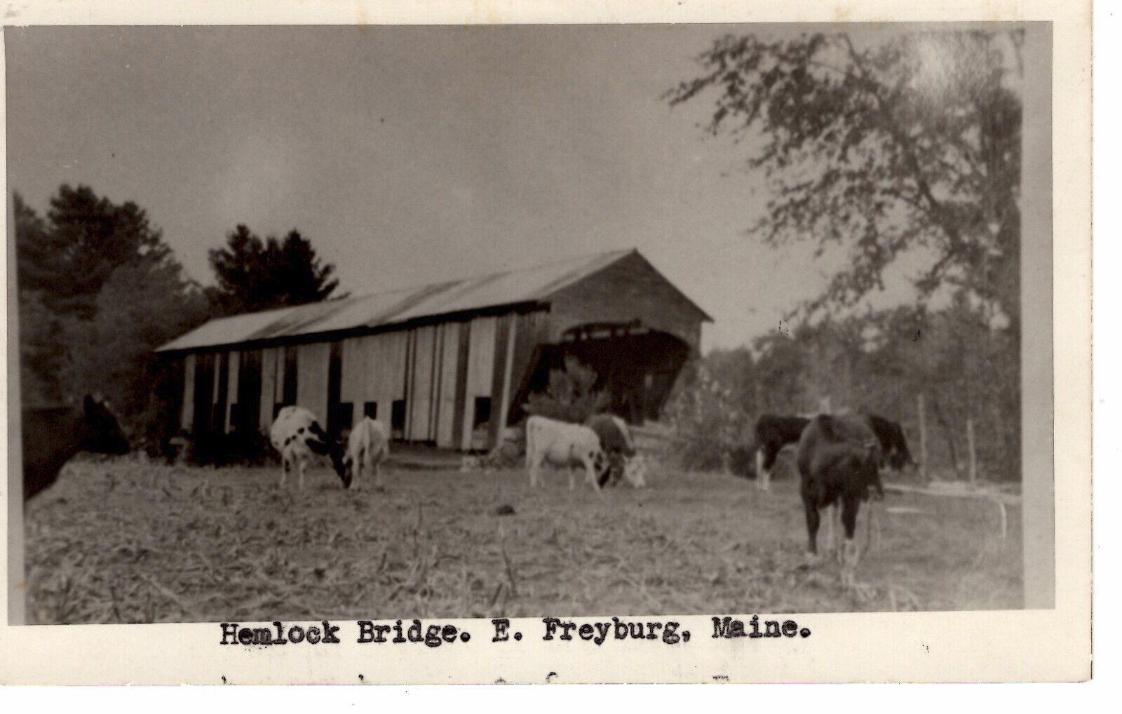 Postcard Covered Hemlock Bridge E. Freyburg Maine c1940s Cattle -D1