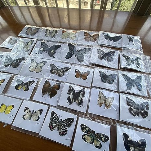 20 Pcs Real Natural Butterfly Specimen Taxidermy Butterfly Artwork Gift Home Dec