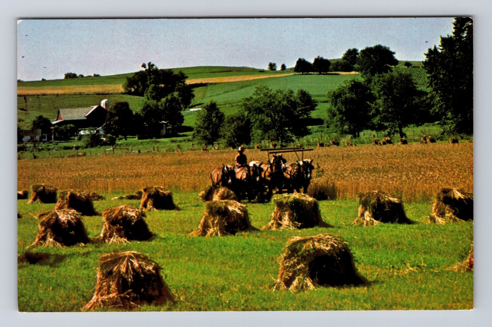 Holmes County OH- Ohio, Amish Wheat Harvest, Antique, Vintage Souvenir Postcard