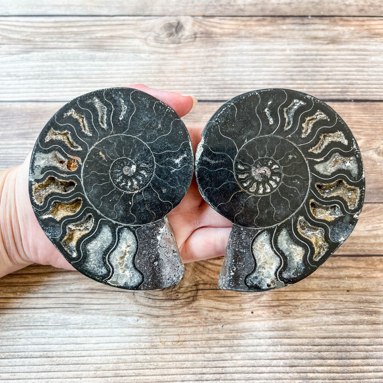 Ammonite Fossil Pair with Calcite Chambers 194g, Polished