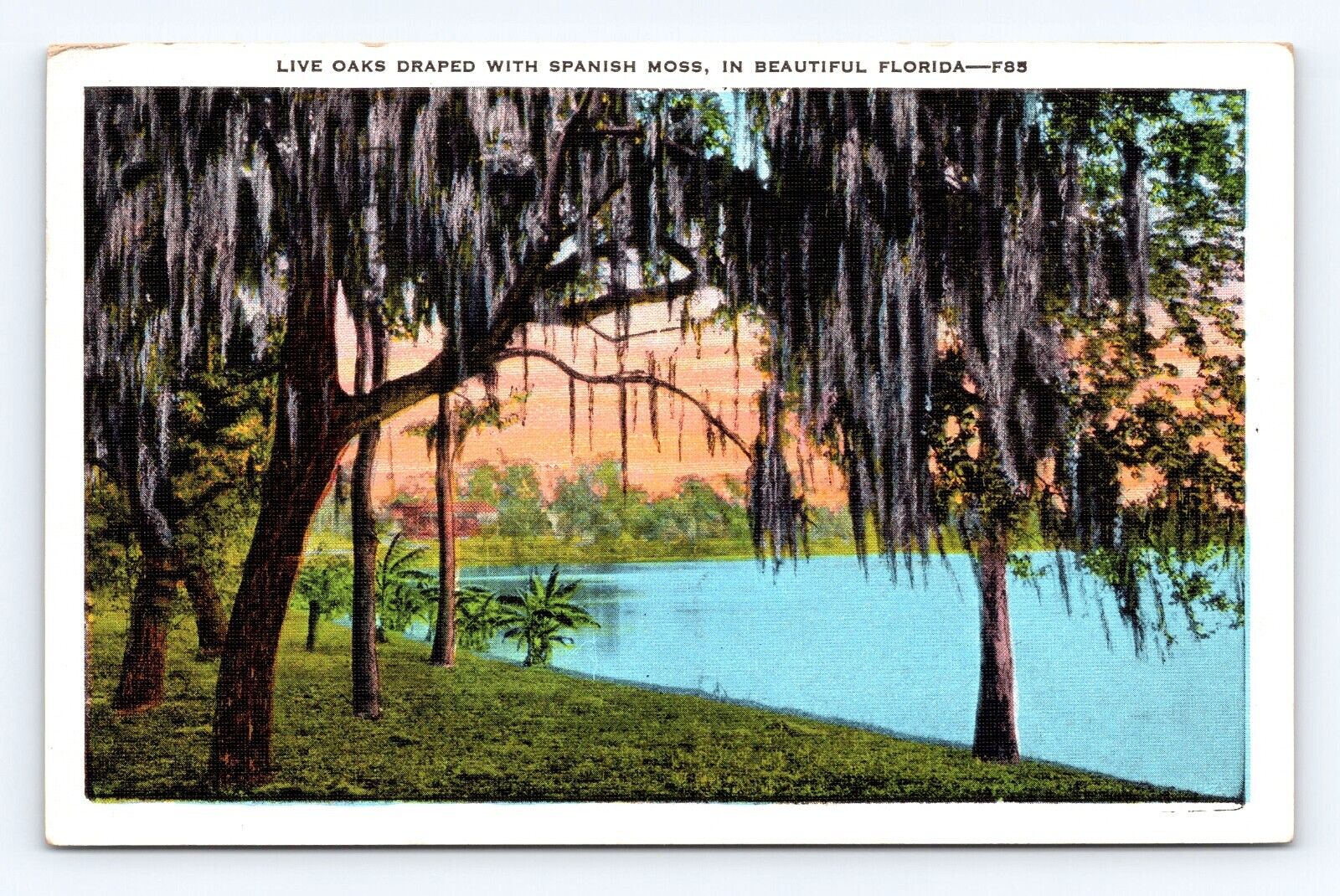 Vintage Old Postcard Florida Live Oak Spanish Moss St Petersburg 1936 Cancel