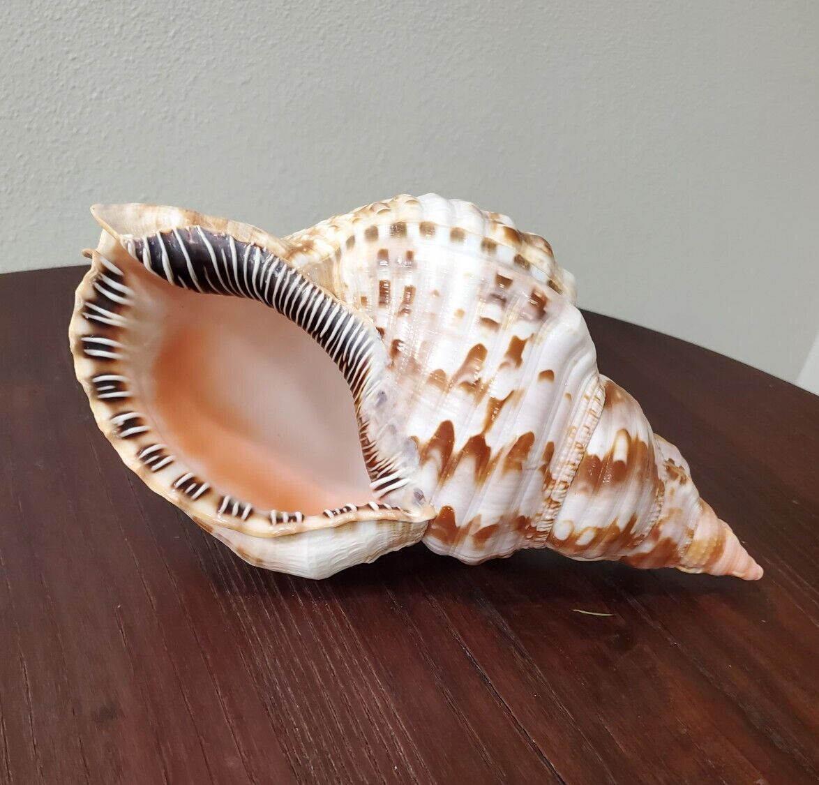 Large Natural Pacific Triton Trumpet sea shell – perfect condition – 11\