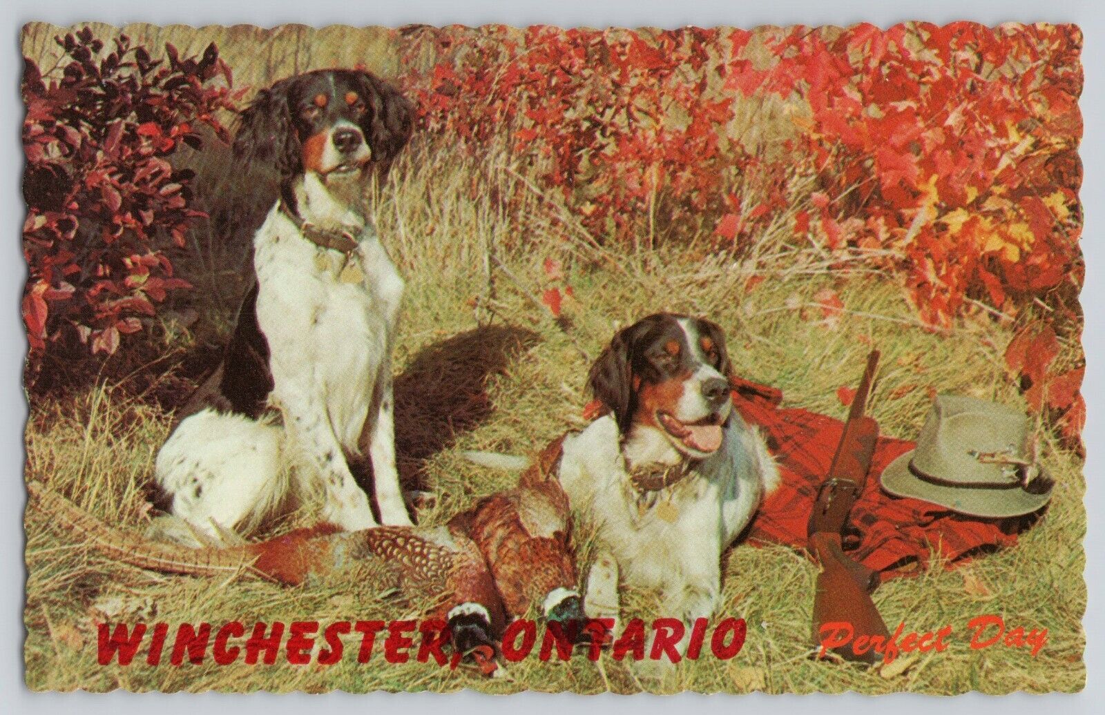 Vtg Winchester Ontario Postcard Springer Spaniel Hunting Dogs Rifle