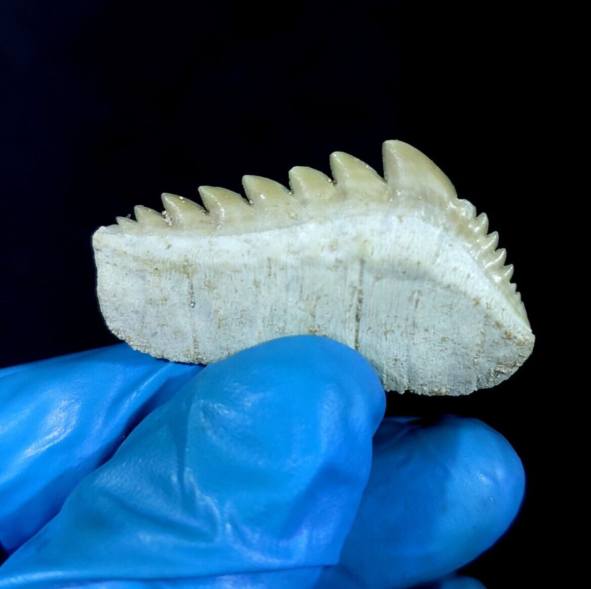 EXTRA LARGE, Top Quality Notidanodon loozi  lower jaw tooth from the phosphate