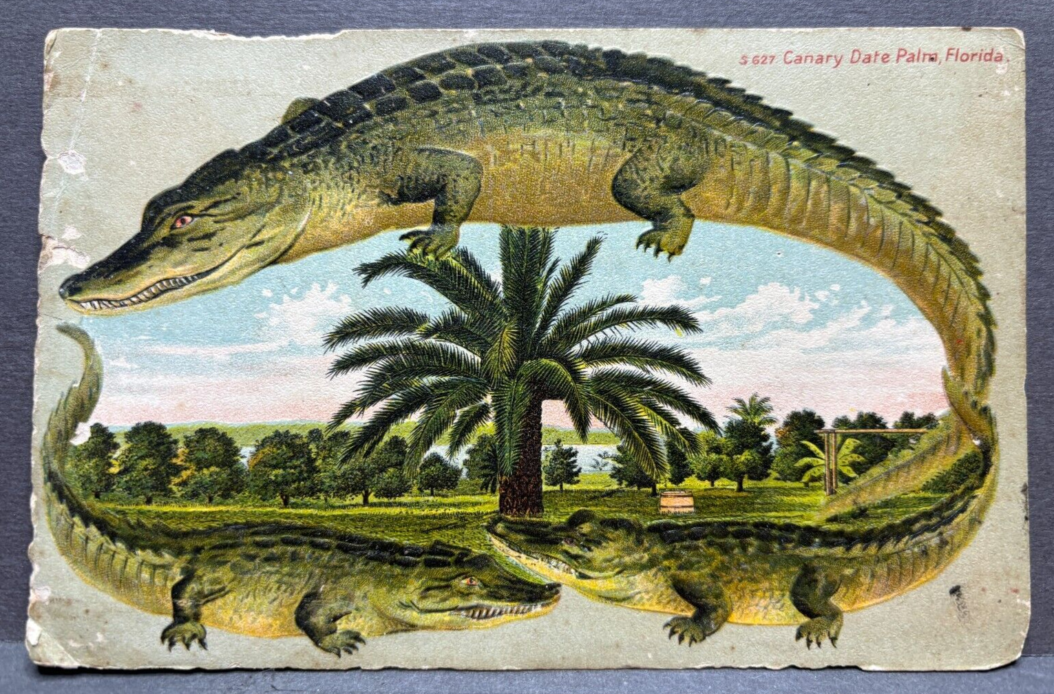 Alligator Border S 627 Florida Canary Date Palm