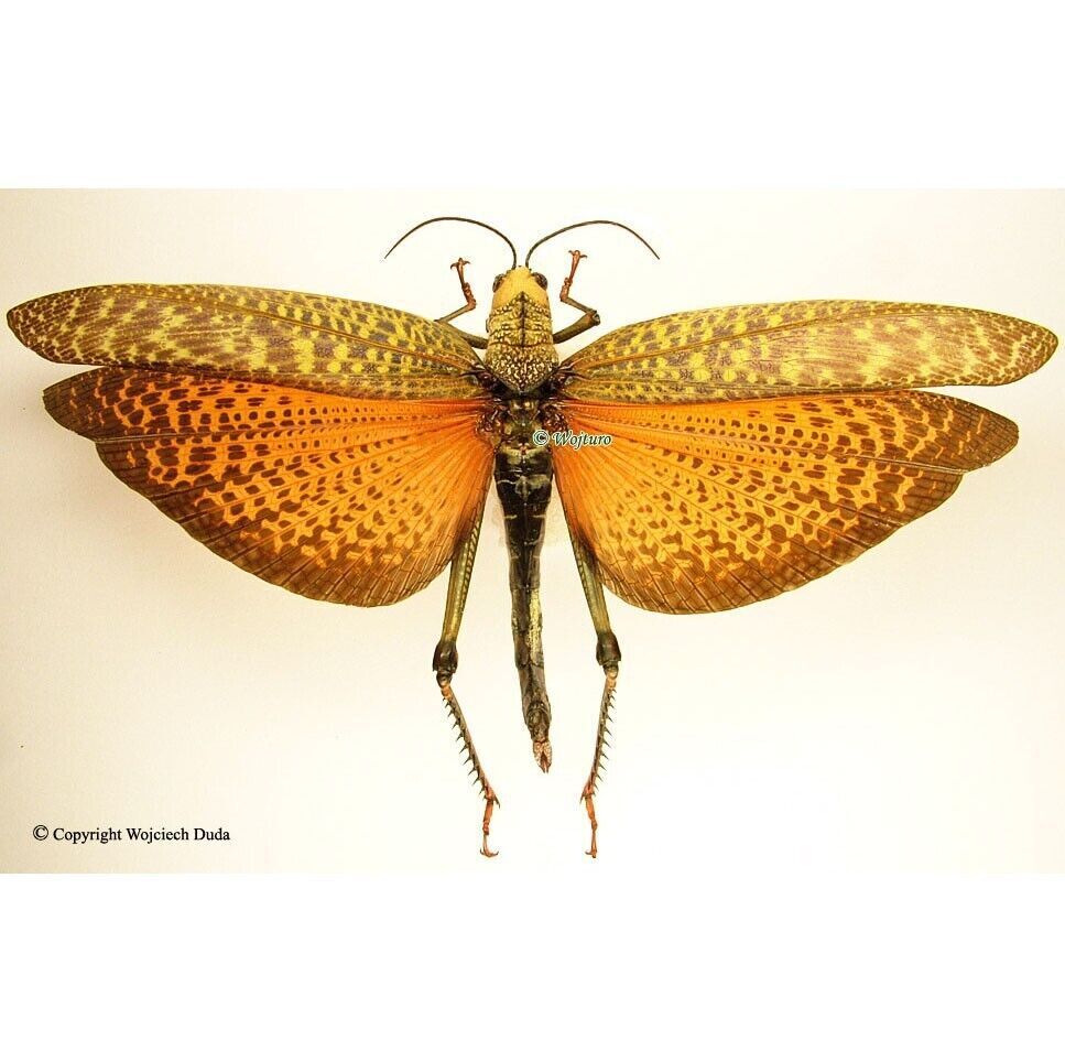 Tropidacris dux - female, nice, Large, Unmounted