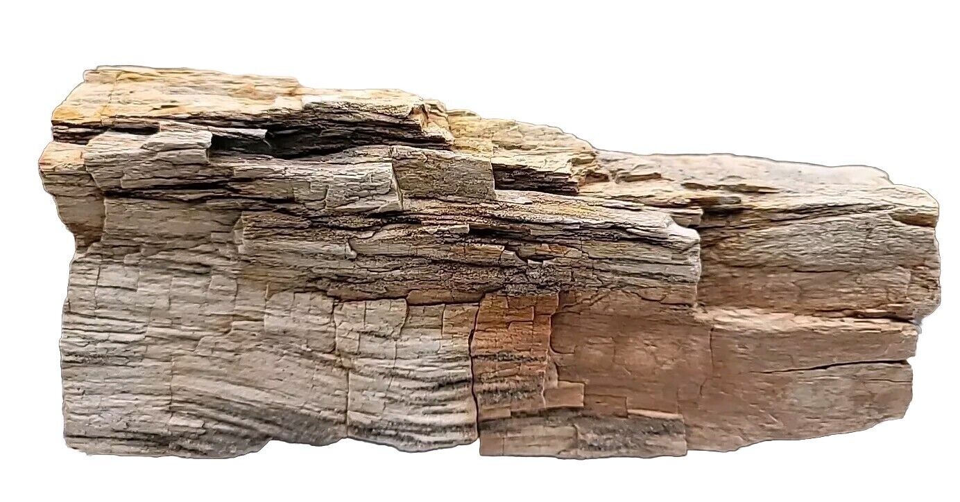 Petrified Wood 🤩 Heavy 5+lbs Fossilized Wood ✨️VERY DETAILED Utah Mountains