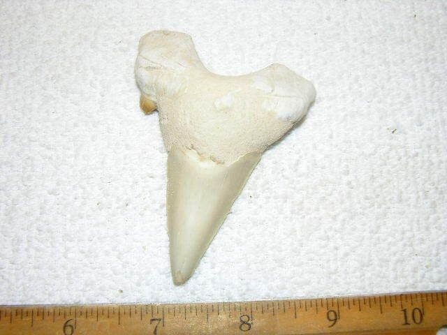 Shark tooth fossil real Otodus Obliquus 50 million years old 3 inch S16