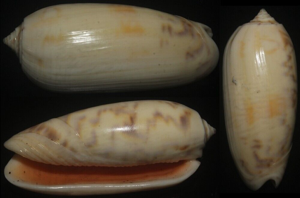 Tonyshells Seashell Oliva tricolor UNUSUAL 53mm F+++/gem, albinistic form