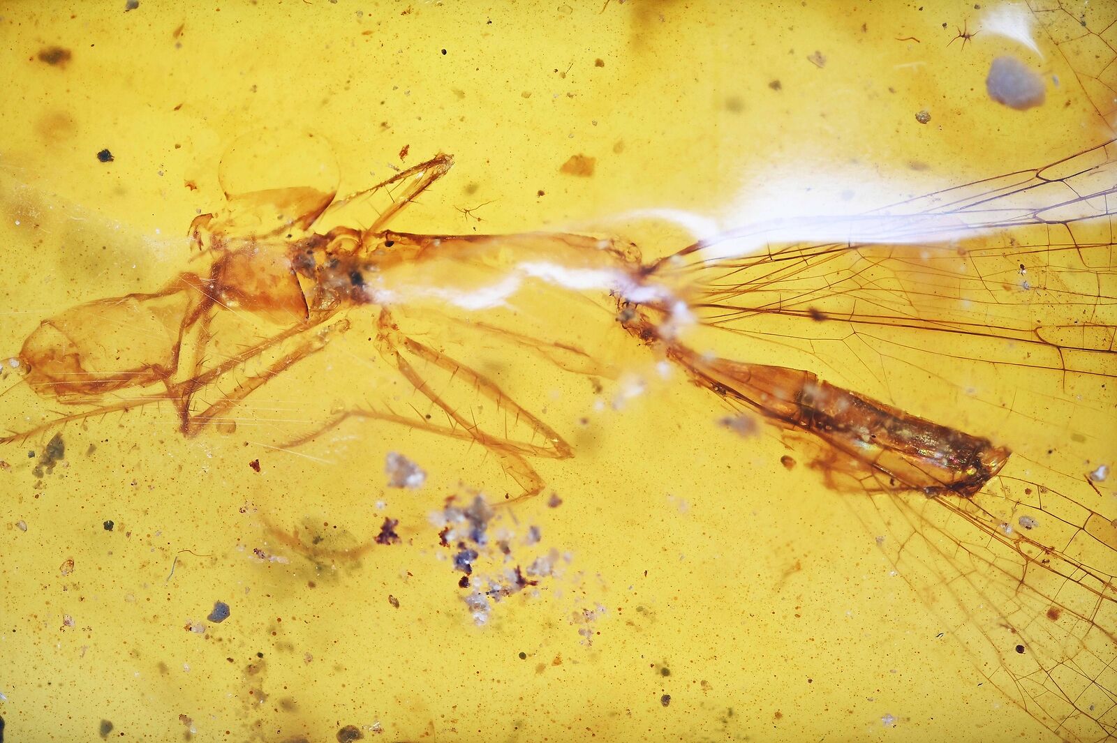 RARE Pair of Zygoptera (Damselfly), Fossil inclusion in Burmese Amber