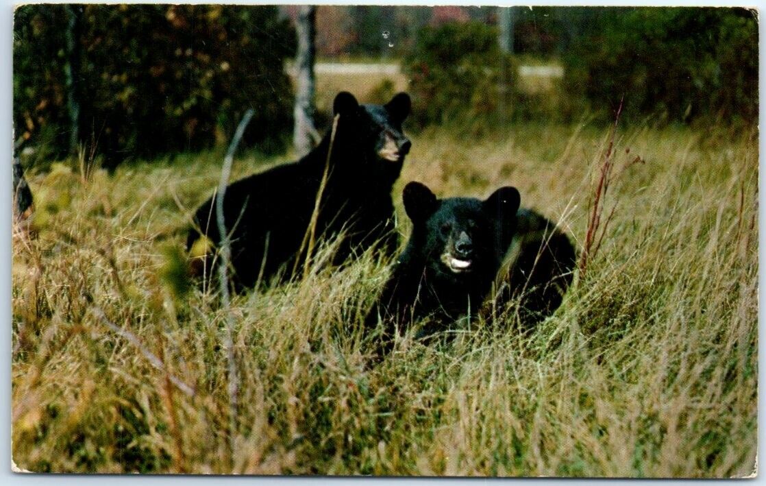 Postcard - A Pair Of Black Bear - Greetings From Baldwin, Michigan