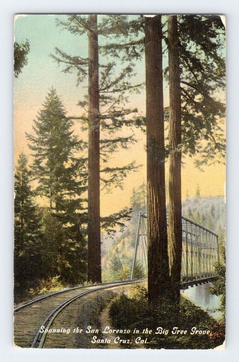 1911. SANTA CRUZ.CA. SAN LARENZO, BIG TREE GROVE. POSTCARD RR19