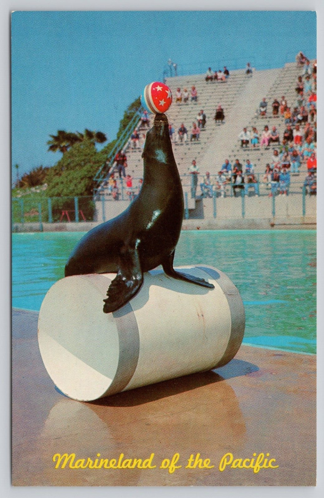 Seal Circus Time Marineland of the Pacific California Vintage Postcard