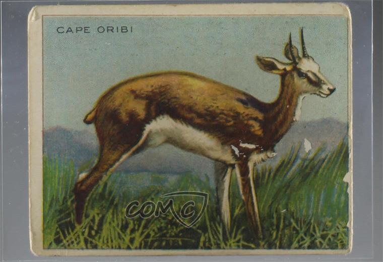 1909-11 Hassan Animals Series Tobacco T29 Animal Description Back Cape Oribi a8x
