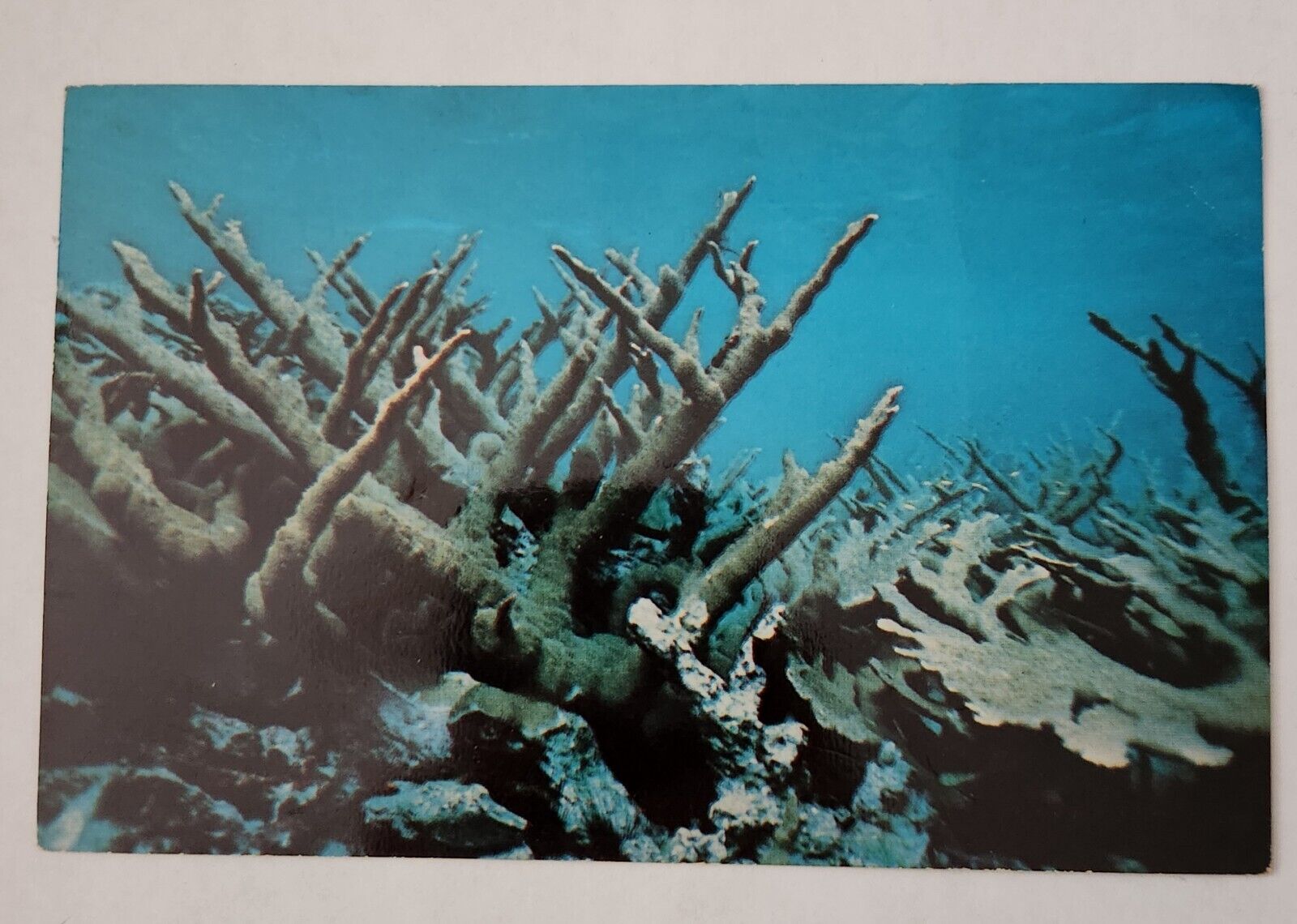 Postcard Lot Of 2 Coral Reef Ocean Chrome Photochrome Vintage 