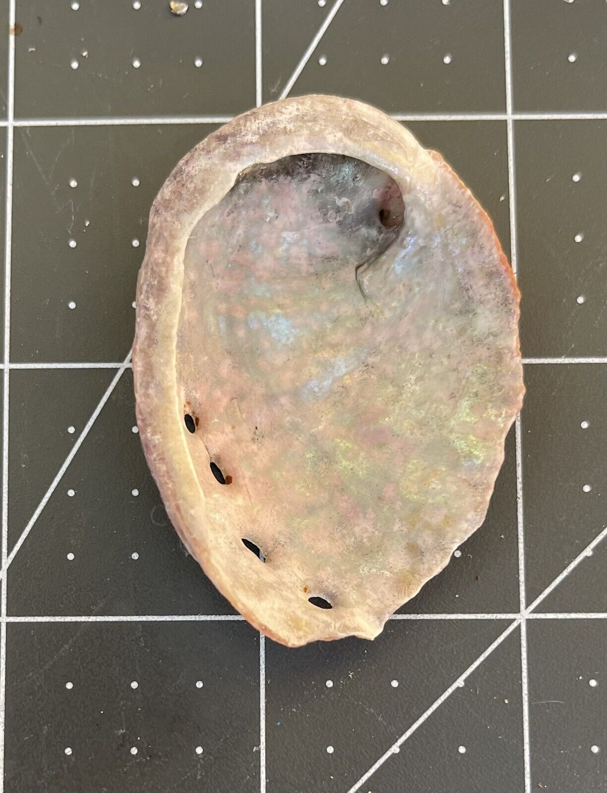 Pacific Rim Red Abalone 2 Inch 