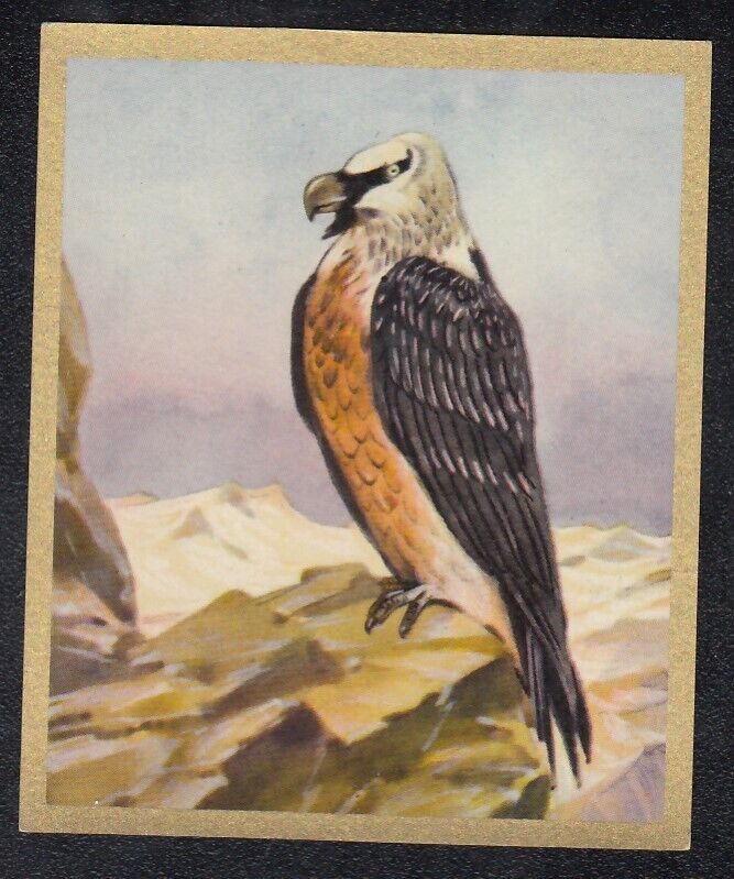 1939 Bird Painting Card of a BEARDED VULTURE (Gypaetus barbatus)