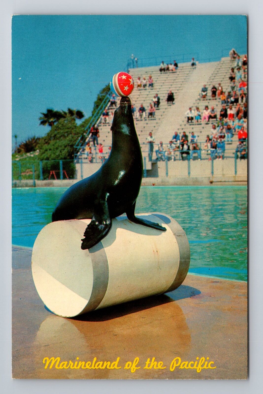 Los Angeles CA-California, Seal Circus Time, Marineland, Vintage Postcard