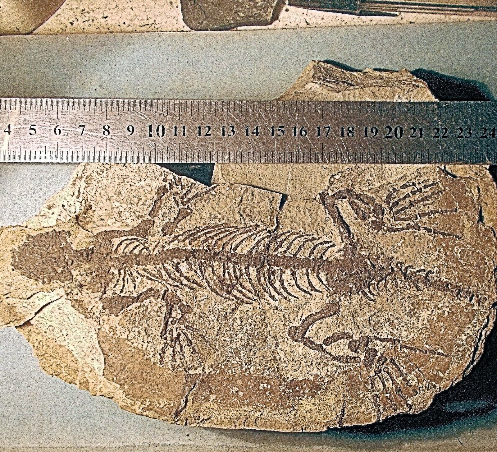 Complete, fine 20cm Barosaurus besairei : excellent limbs: U.Permian, Madagascar