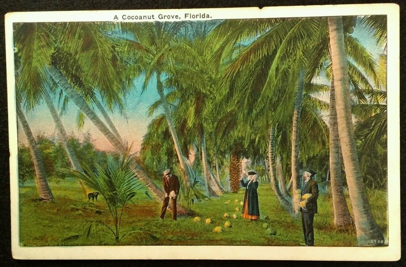 Florida Postcard Vtg Early 1900s Coconut Grove Palm Trees Cocoa Antique Fashion 