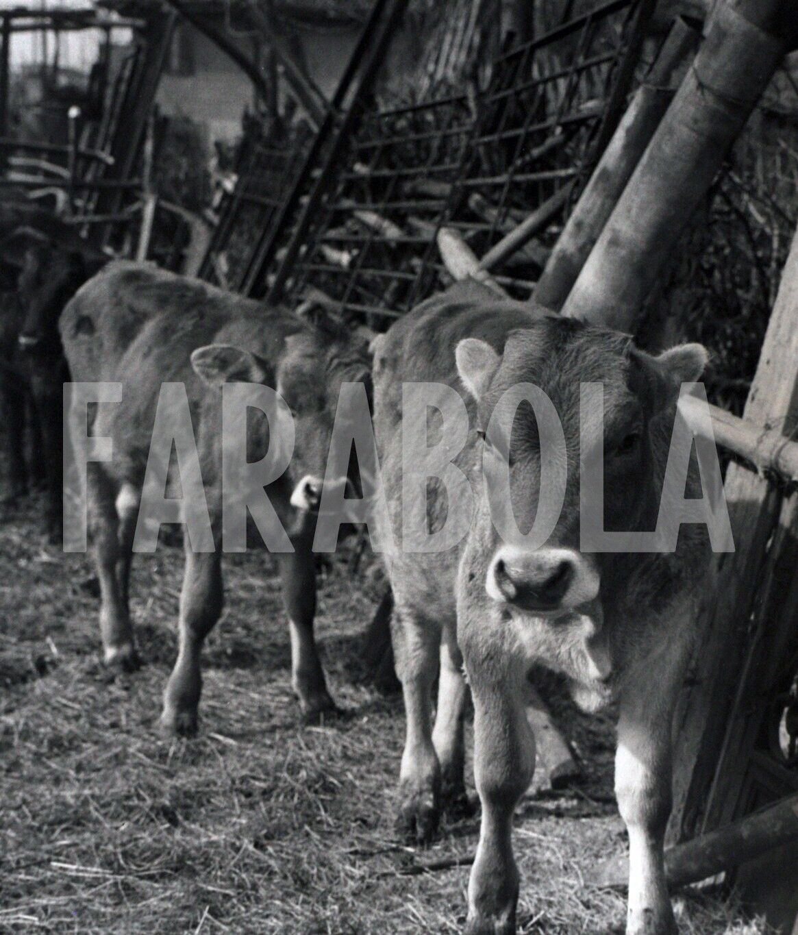 Vintage Press Photo Breeding By Cattle, print