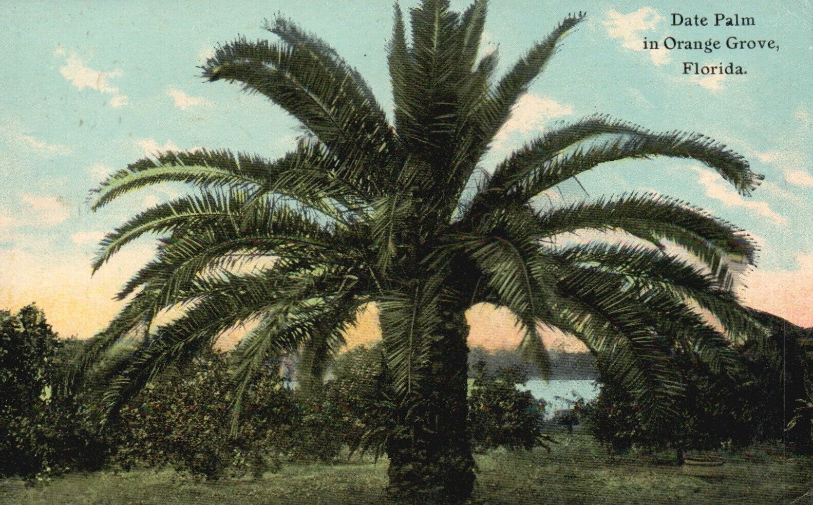 Postcard FL Palm Beach County Date Palm in Orange Grove Antique Vintage PC H8316