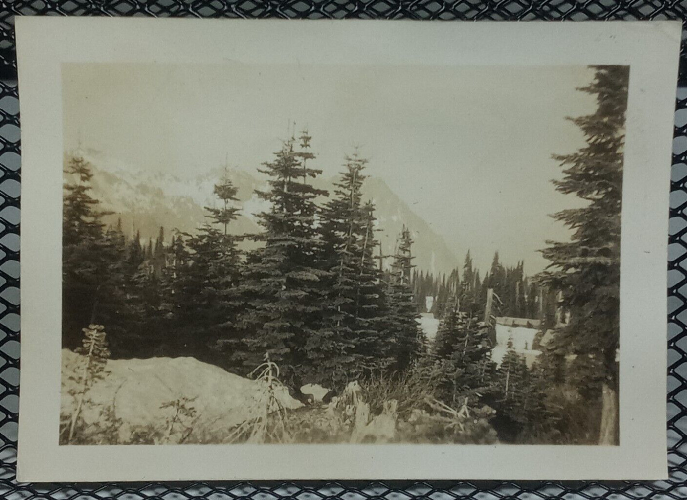 1930\'s Snowy Mountain Through Trees Antique Vintage Photo Washington Mt Rainier