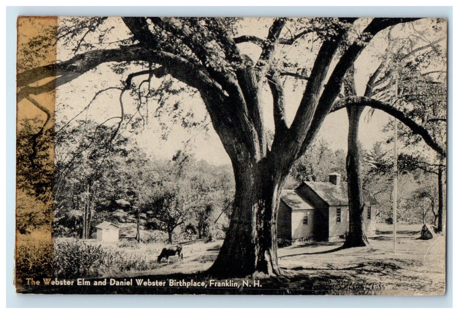 The Webster Elm And Daniel Webster Birthplace Franklin New Hampshire NH Postcard