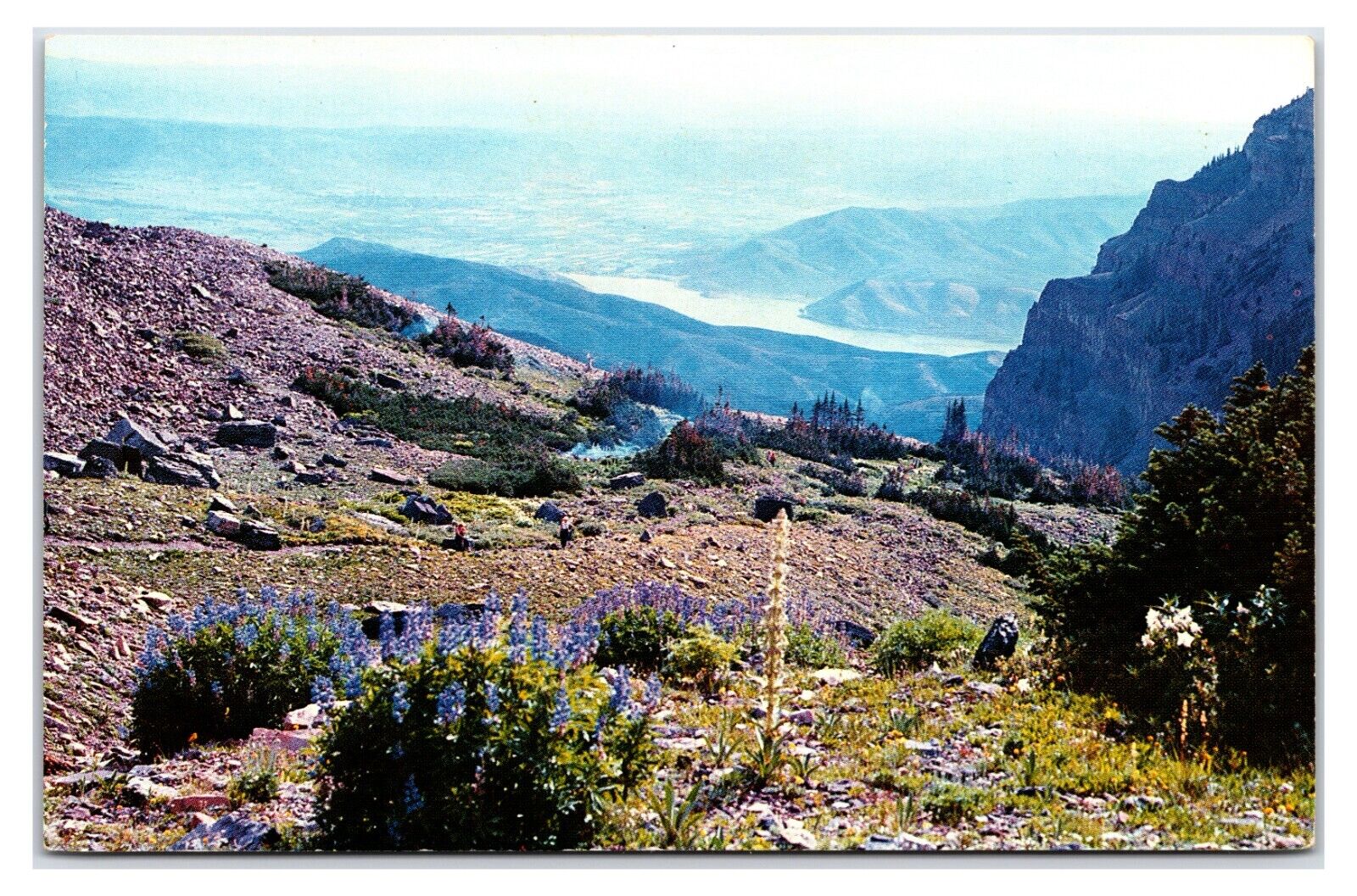 Vintage 1960s - Alpine Flowers of The West - Provo, Utah Postcard (UnPosted)