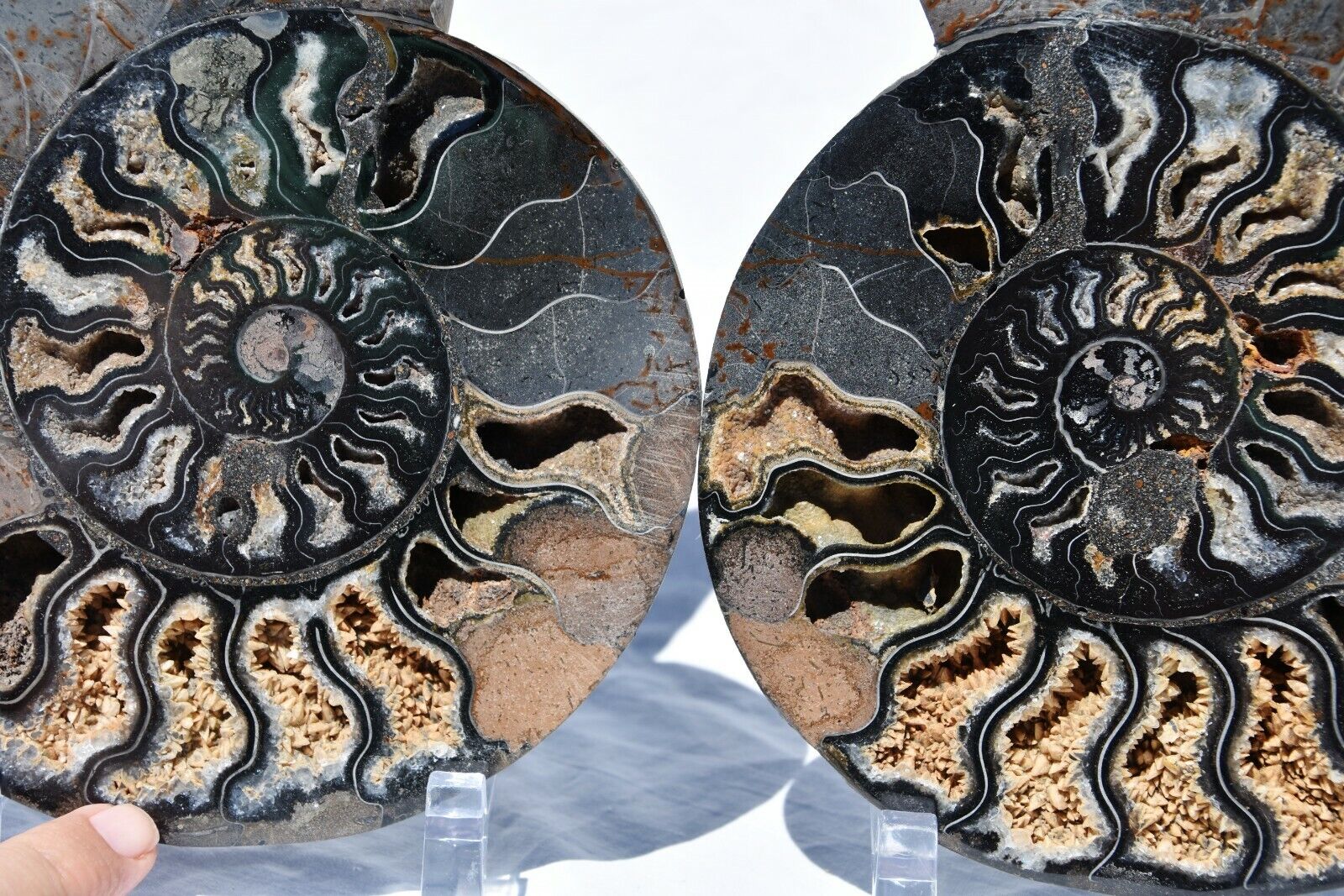 Large Black Ammonite Pair Deep Crystals 210mm XXXXL 8.3\