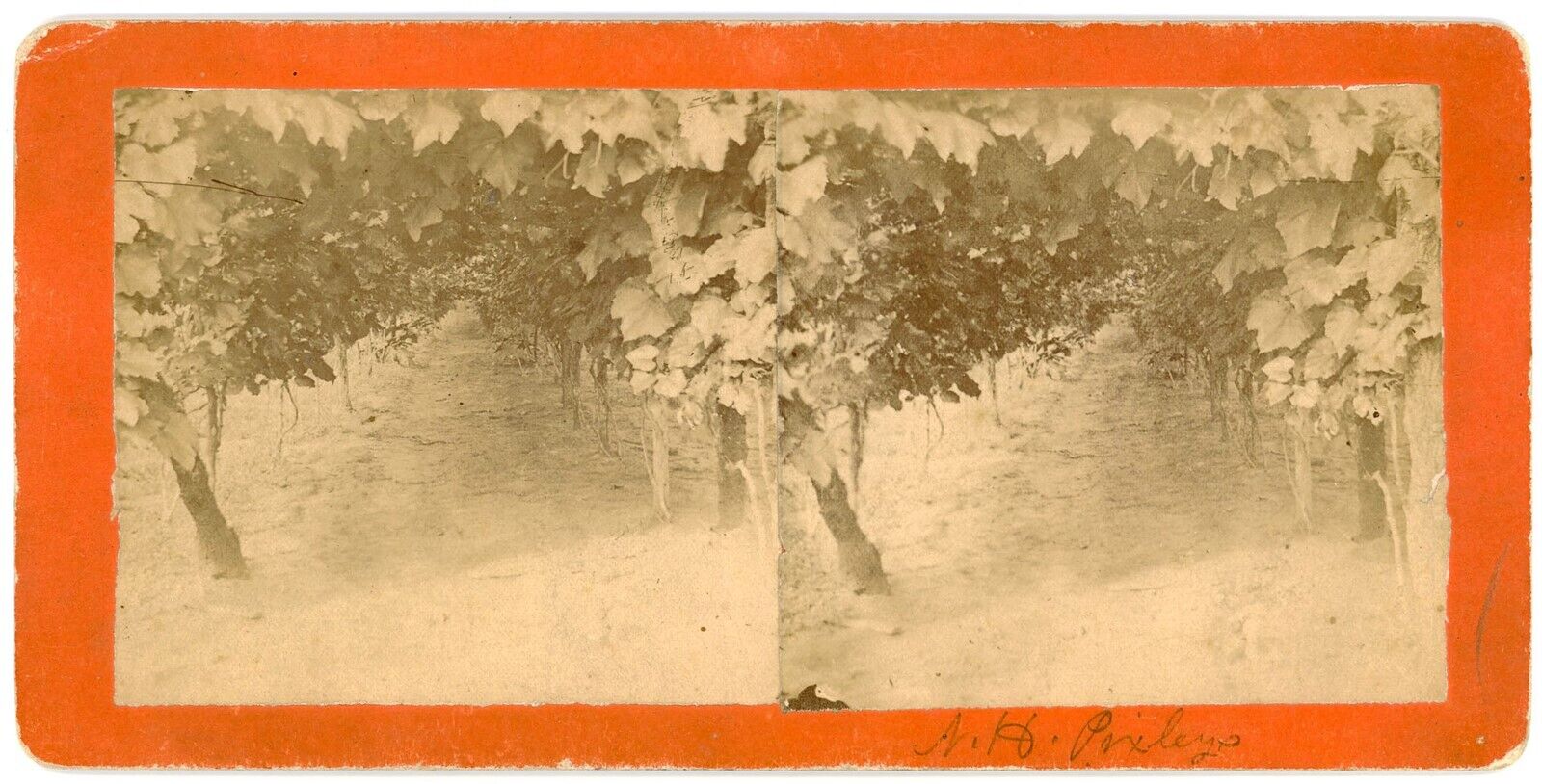 KANSAS SV - Manhattan Grape Vines - RE Lofinck 1880s RARE
