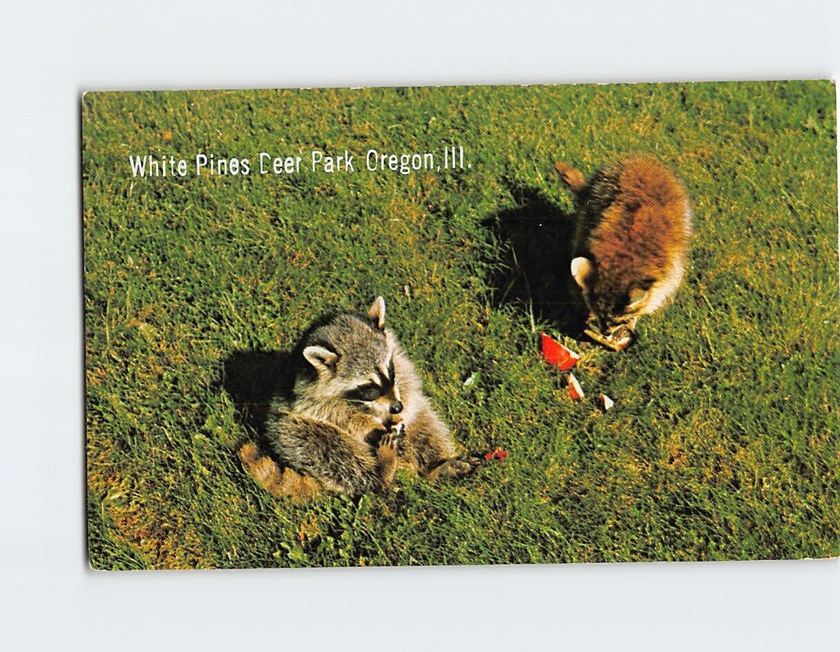 Postcard A pair of Raccoons having a snack White Pines Deer Park Oregon IL USA