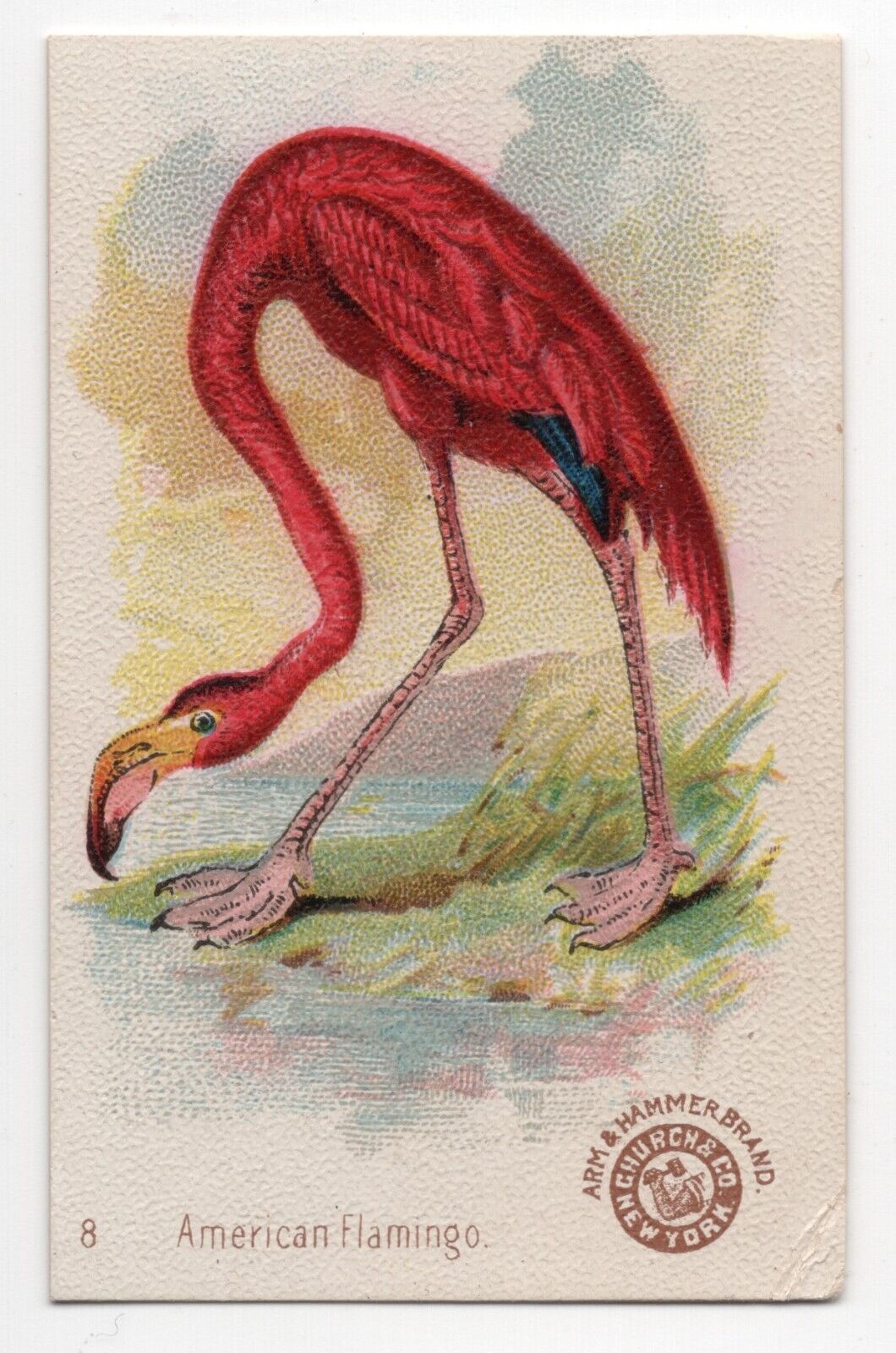 1896 American Flamingo Bird Card Arm & Hammer Soda J2 Church & Dwight #8 New Ser