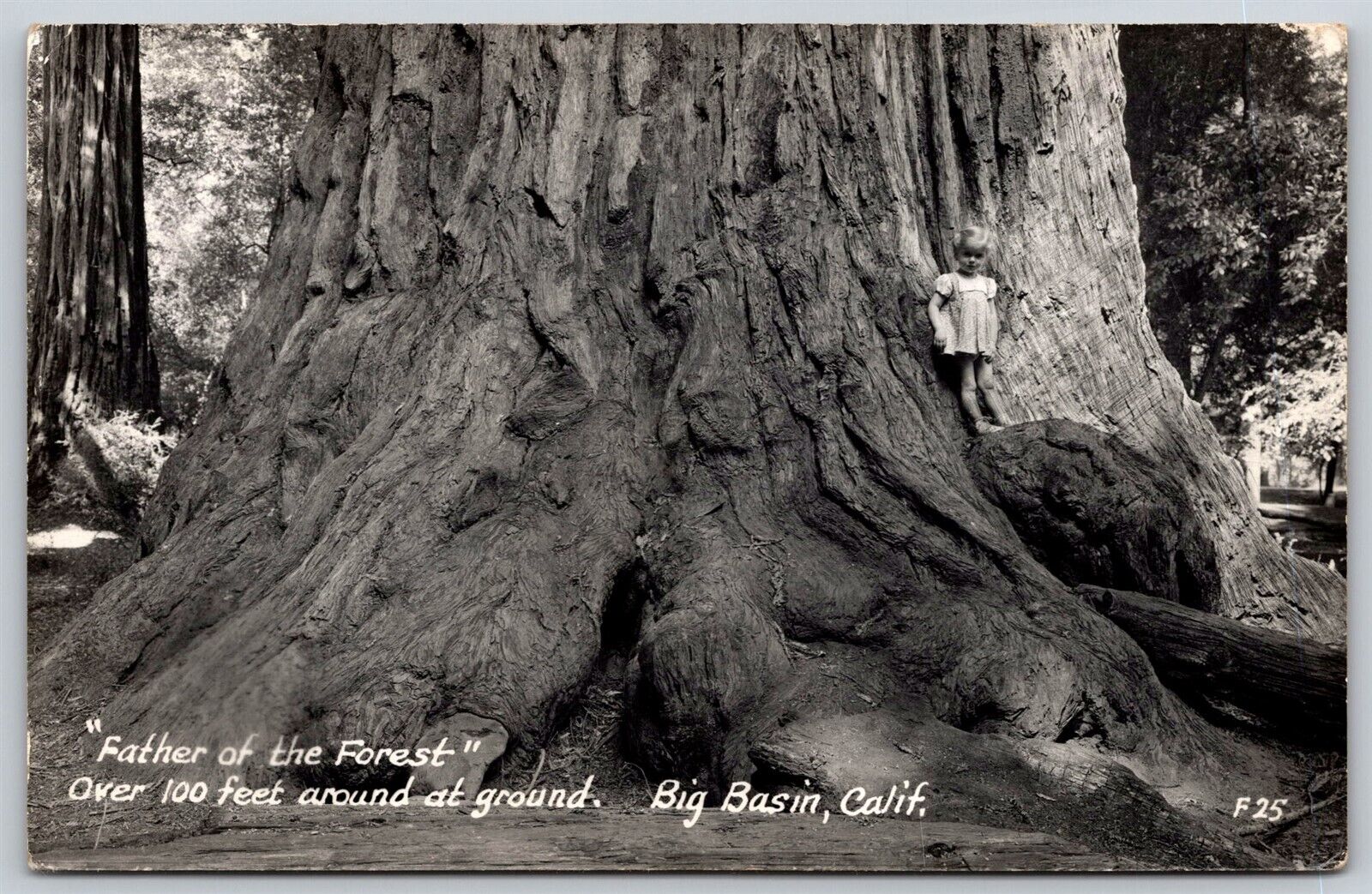 Postcard Father of the Forest 100 ft Around, Big Basin CA RPPC O165