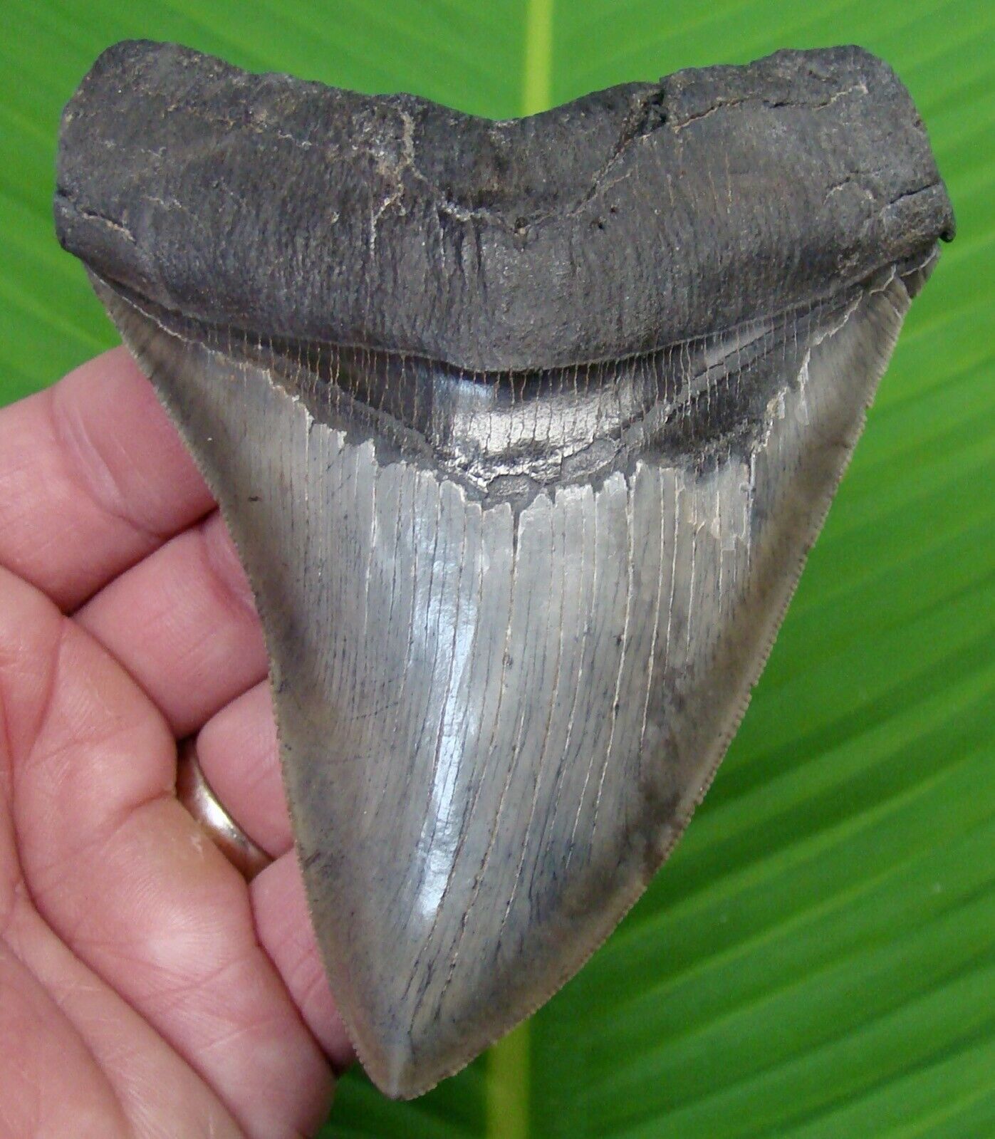 MEGALODON SHARK TOOTH - 4.70 in.  RARE ULTRA SERRATED -  REAL FOSSIL MEGLADONE