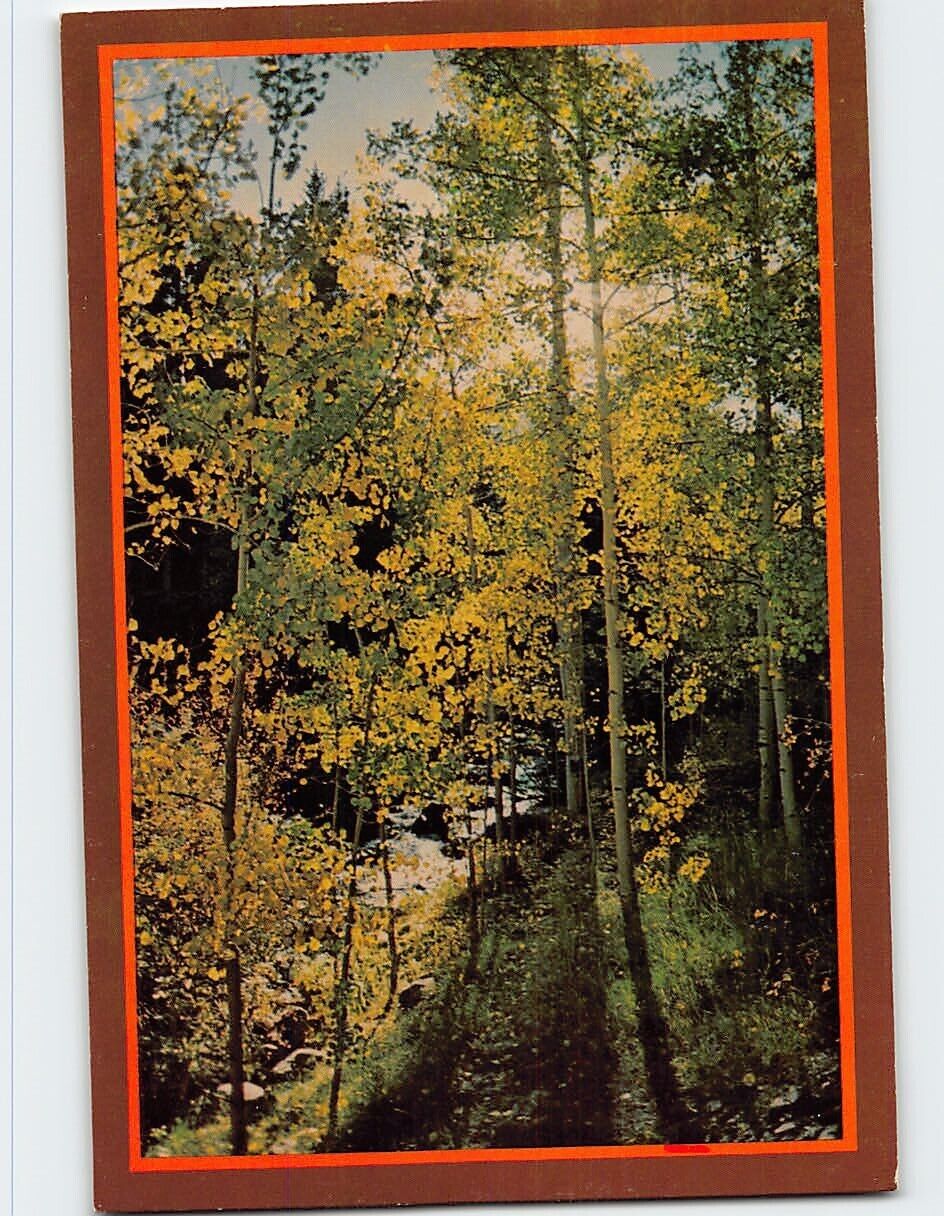 Postcard Aspen Trees on Fall River Road, Colorado