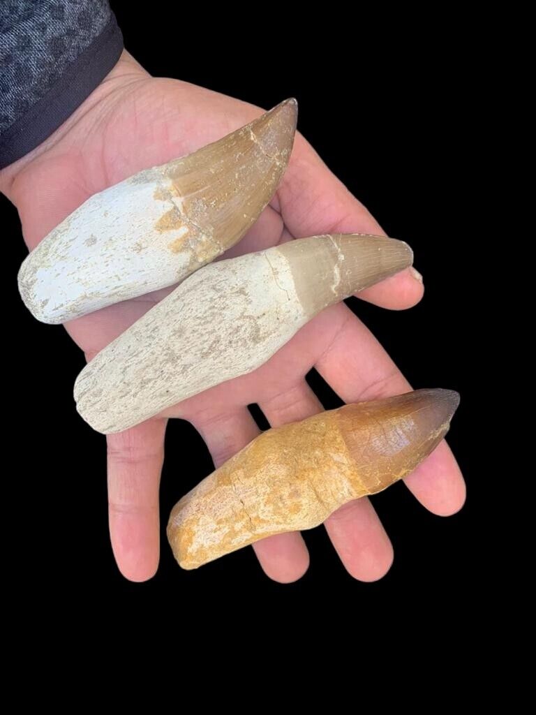 Stunning and Beautiful 3 Mosasaur Teeth Fossil - Natural History from Oued zem 