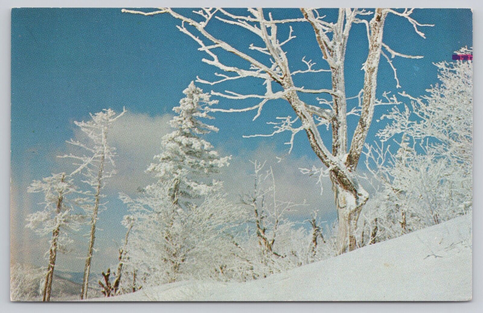 Post Card Typical winter scene in Vermont F206