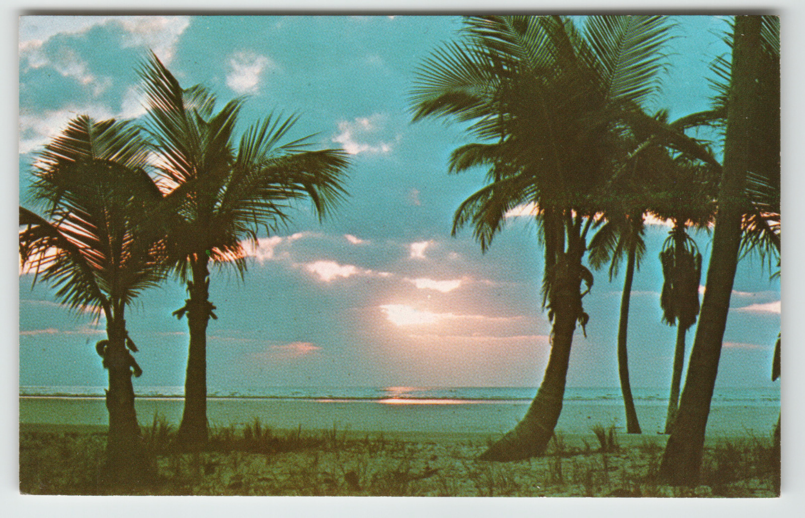 Postcard Beautiful Sunrise with Palm Trees in Florida