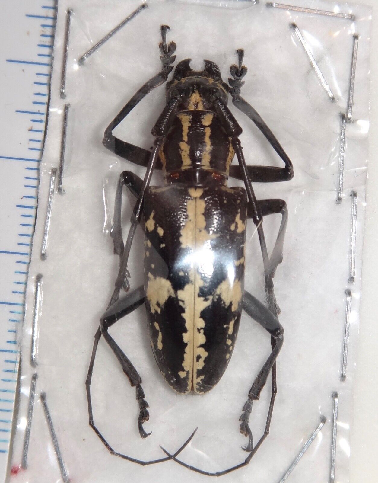 Cerambycidae Longhorn Beetle species 34mm Indonesia #Z51 Insect Titanus Prionus