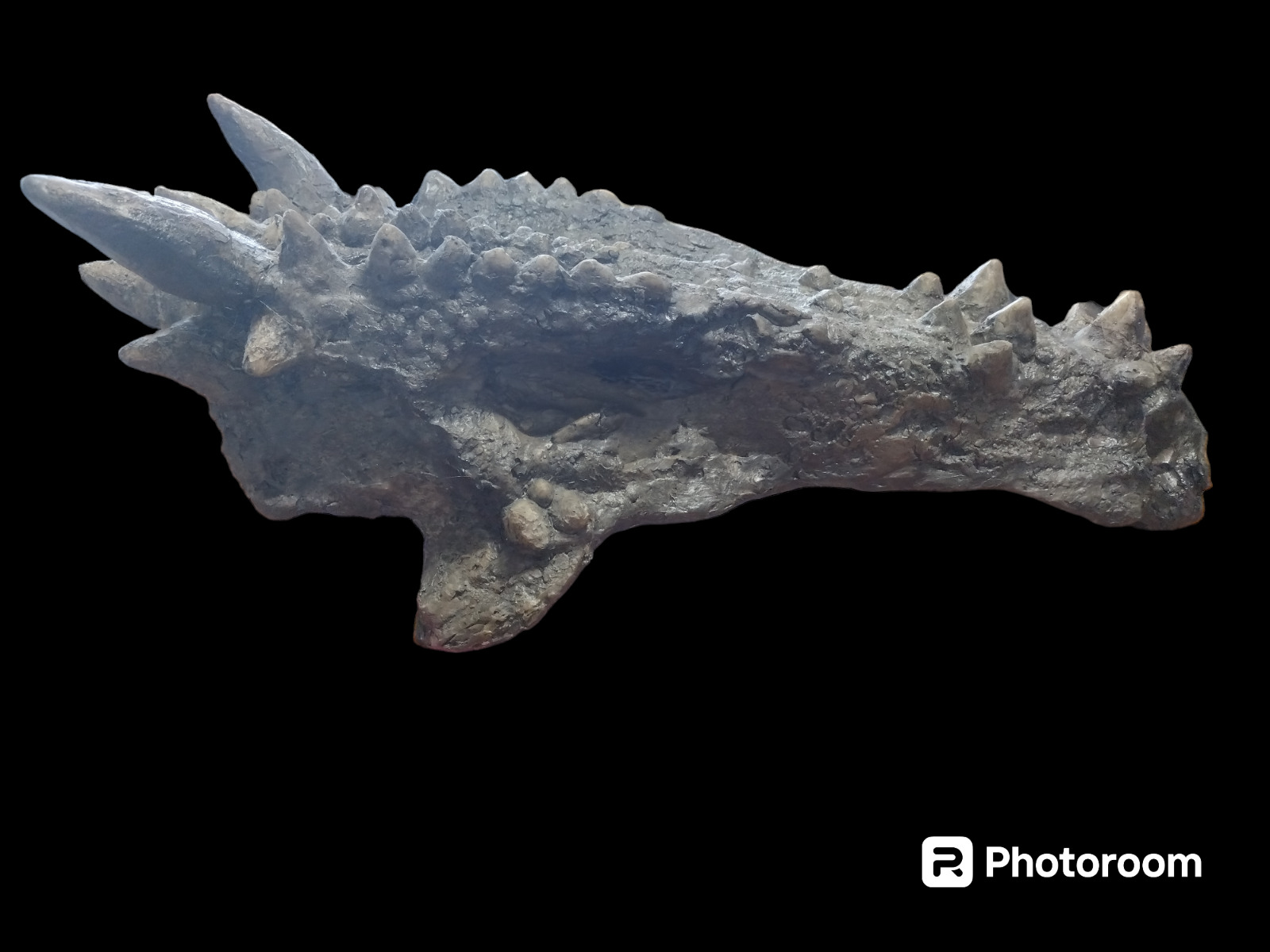 Dracorex hogwartsia skull fossil cast replica-dinosaurs-paleontology- life size