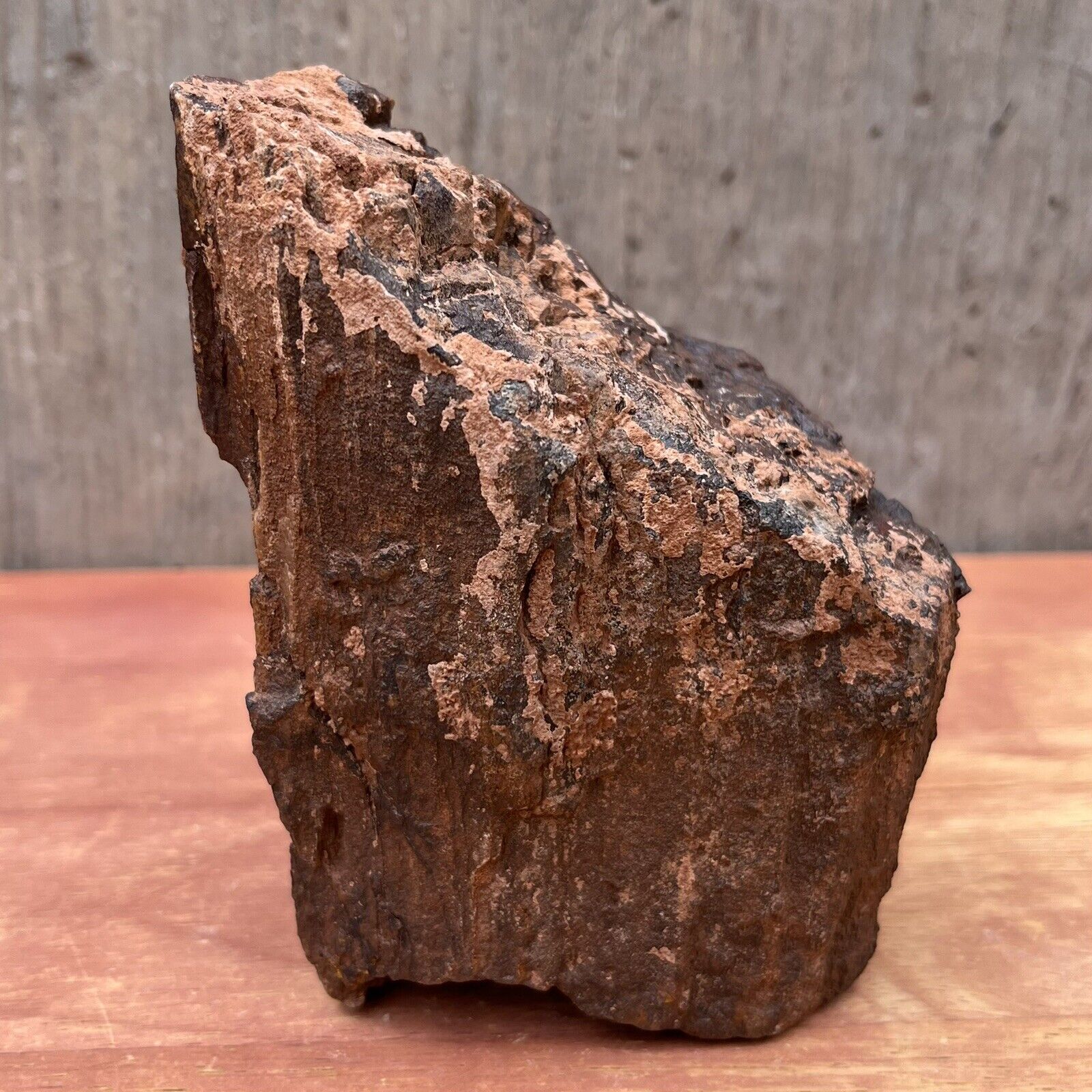 1.97 LB UTAH Raw Rough PETRIFIED FOSSIL WOOD Log 4.5” BLACK RUSTS BROWNS SPARKLE
