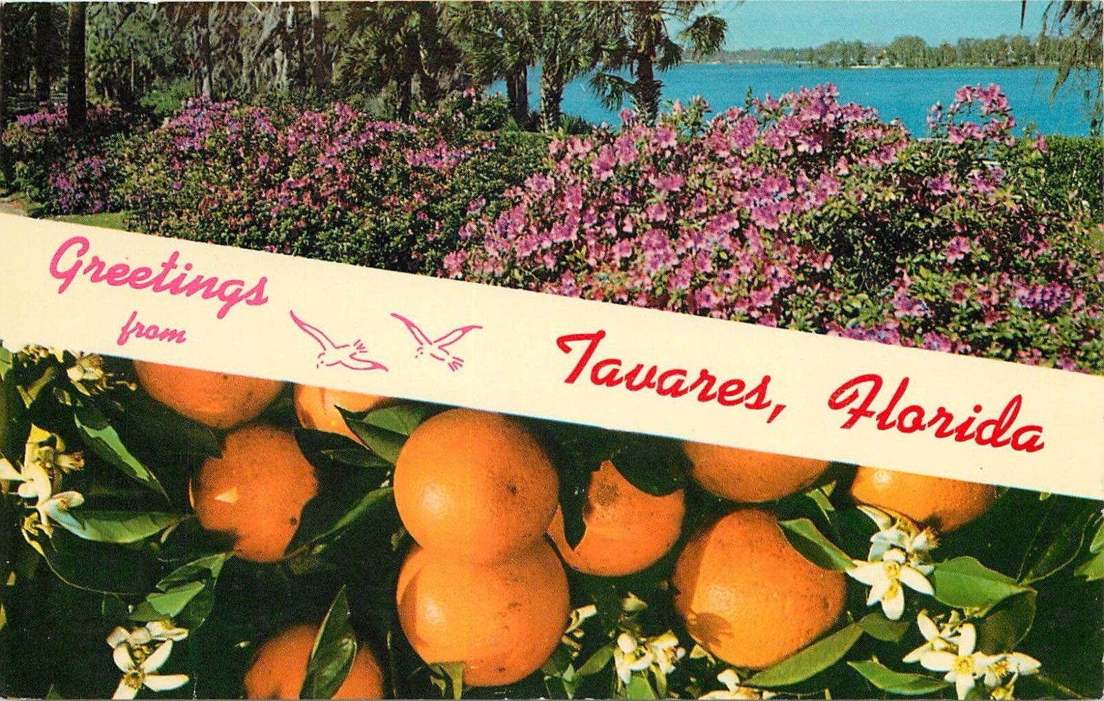 GREETINGS FROM TAVARES FLORIDA FL pm 1968 1960's POSTCARD