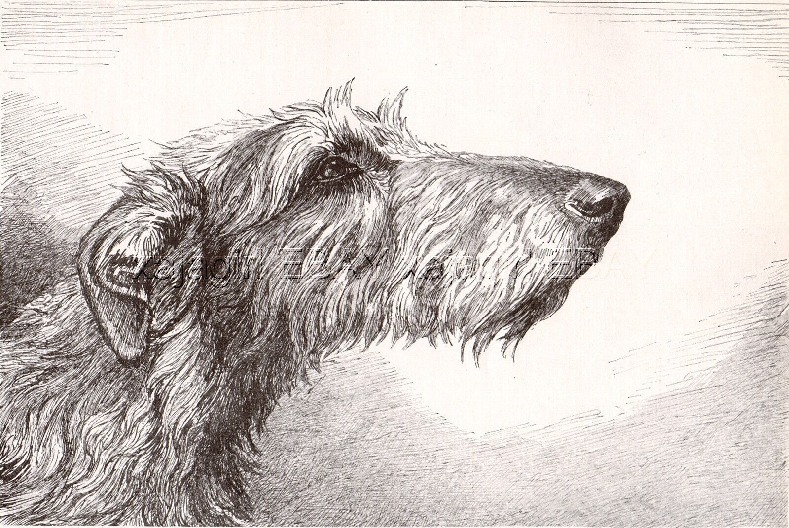 DOG Scottish Deerhound Sketch Portrait, Beautiful Art Print from 1930s