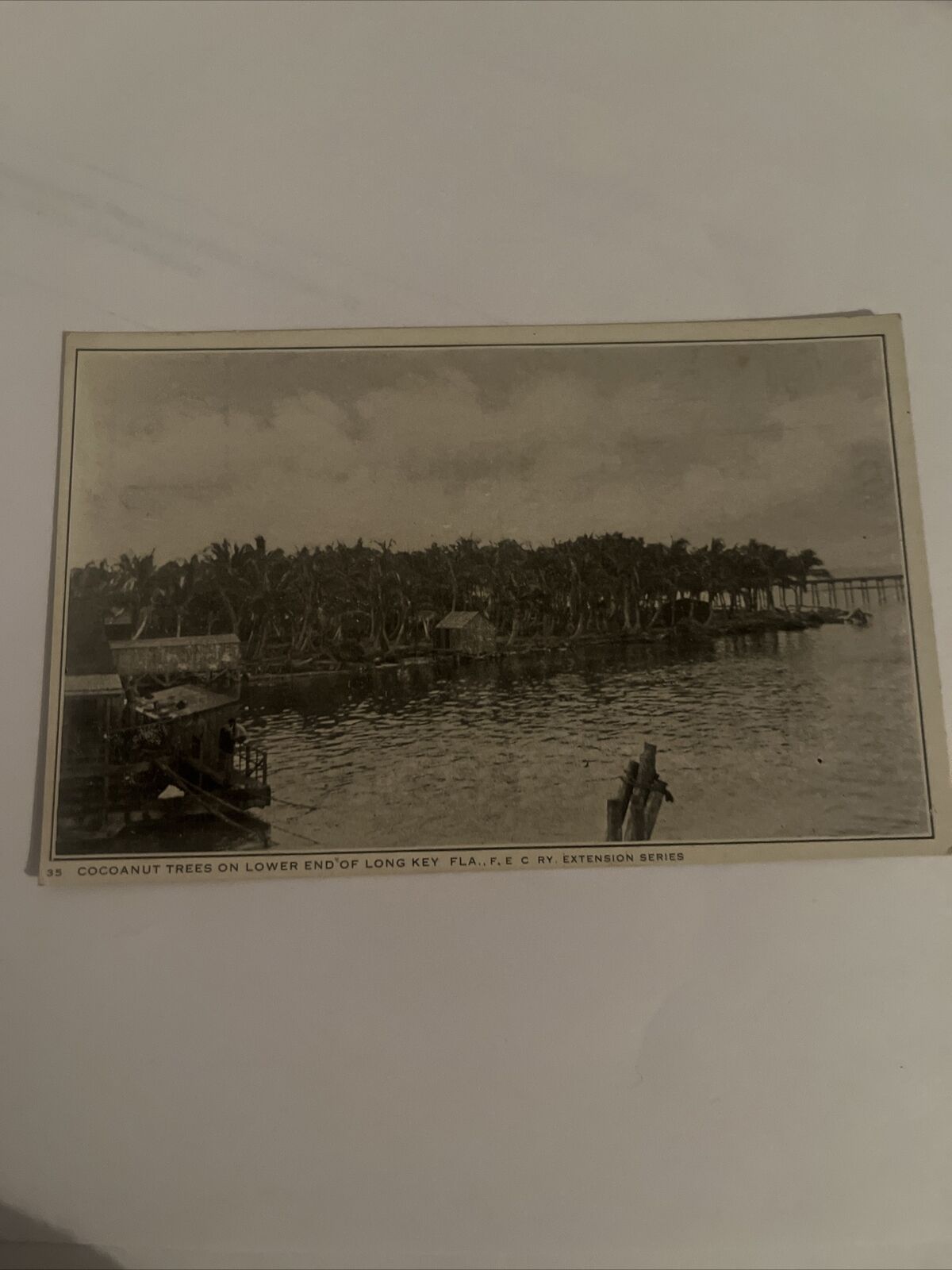 Florida East Coast Railway (F.E.C. Ry) . Cocoanut Trees Long Key Postcard .RPPC