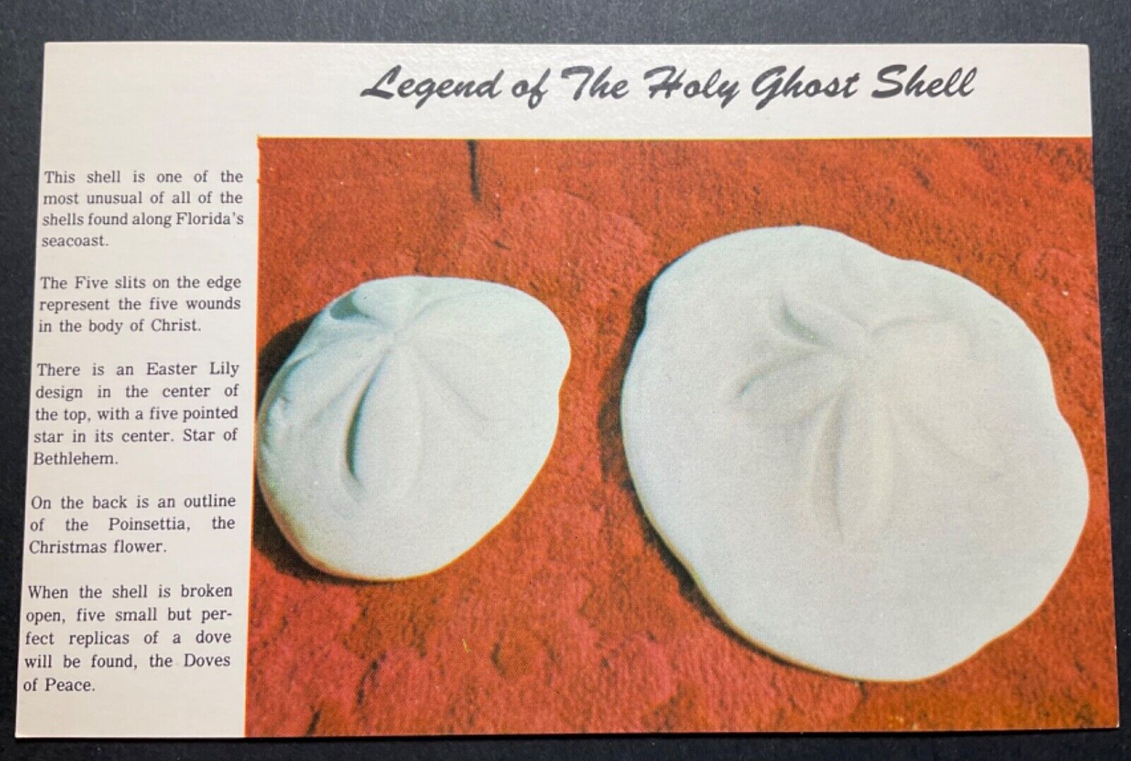 Florida FL Postcard The Sand Dollar Shell Found in great numbers Coast