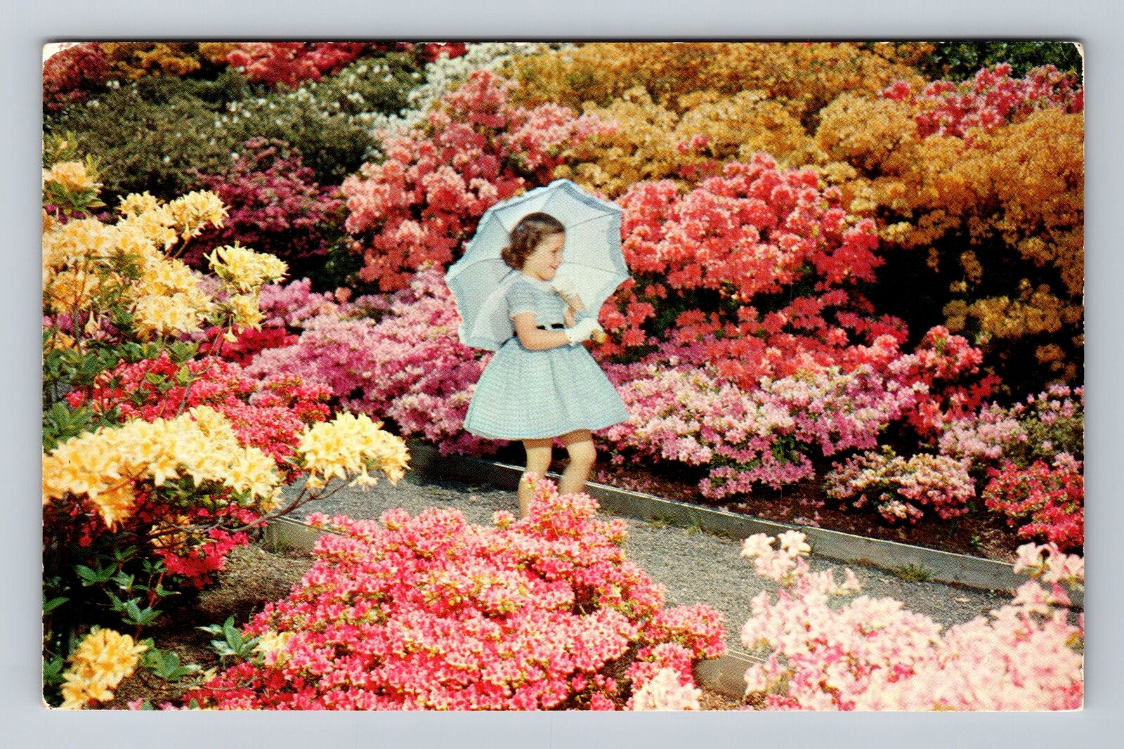 Portland OR-Oregon, Washington Park, Azalea Flower Garden, Vintage Postcard