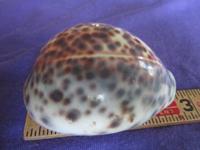 Cypraea Tigris 2.5in Tiger Cowrie 67mm Spotted Sea Shell Beach Decor Glossy